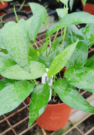 4" Epipremnum Pinnatum Skeleton Key